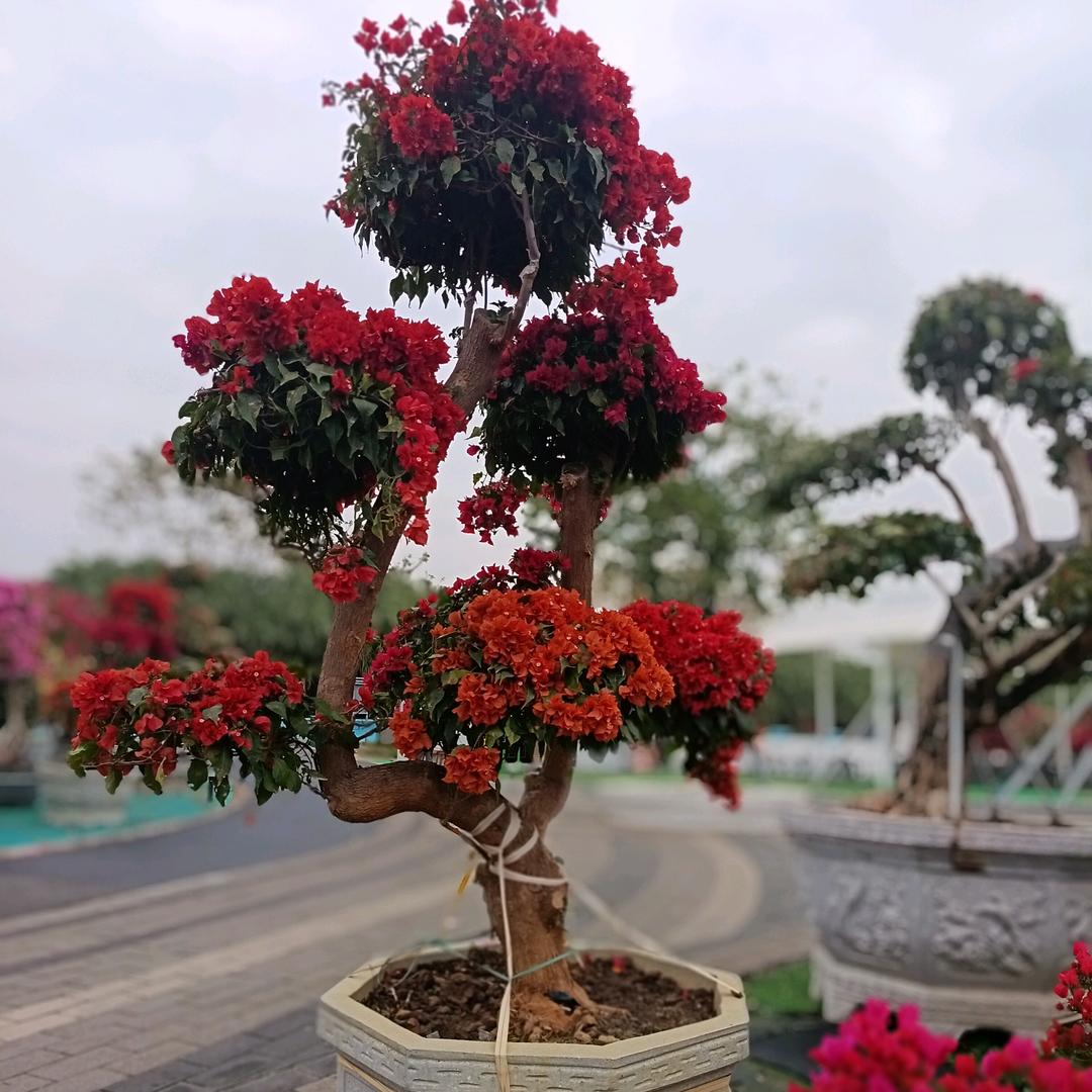 爱笑的傻丫头