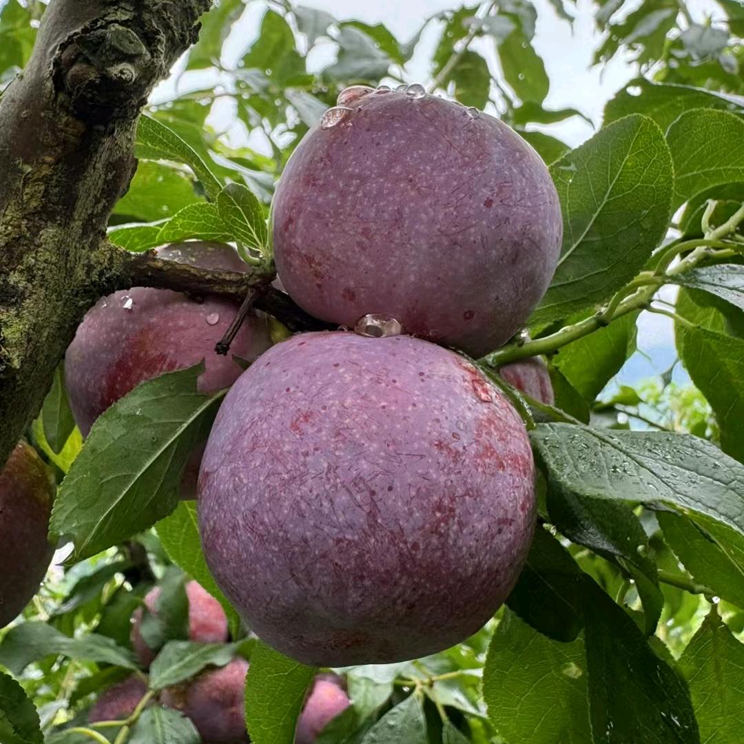 李哥钱排三华李果园