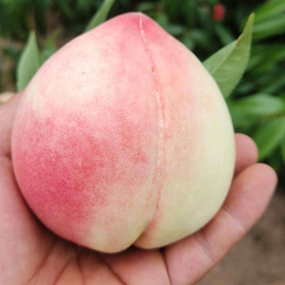 孟鹏飞