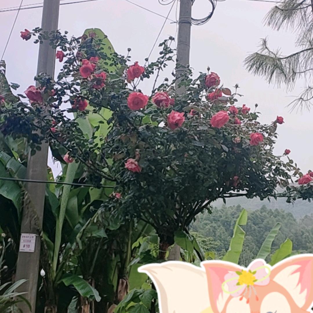 三童四季