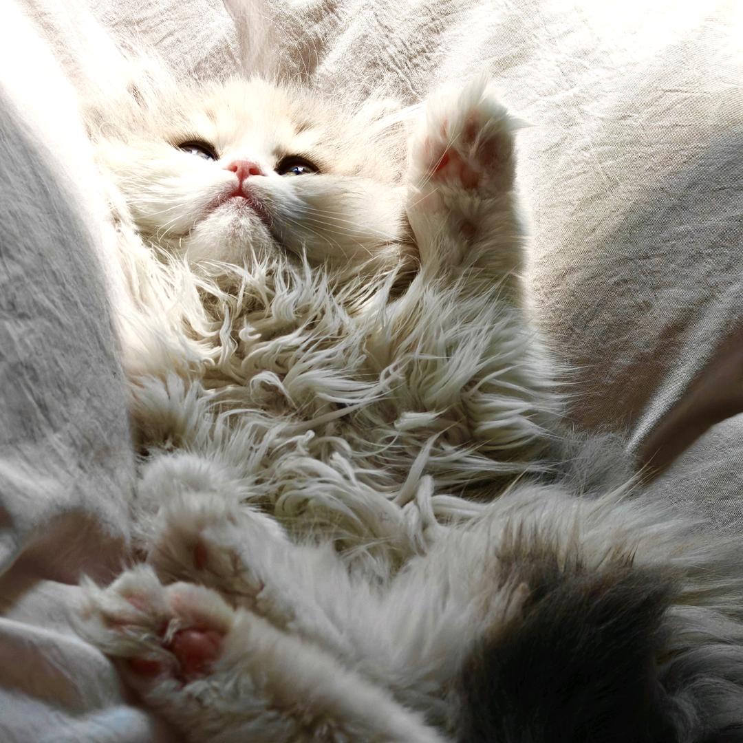 奶油猫猫