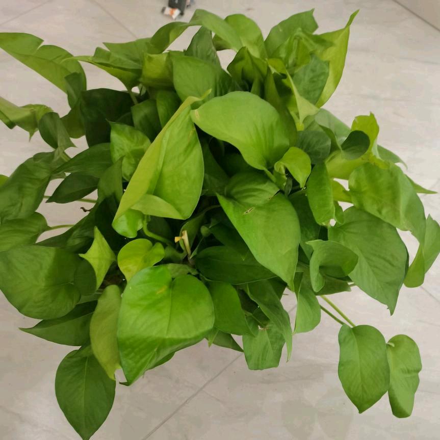木子南