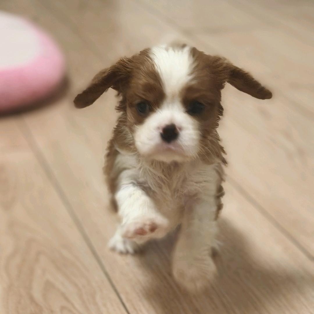 查里查气查理王