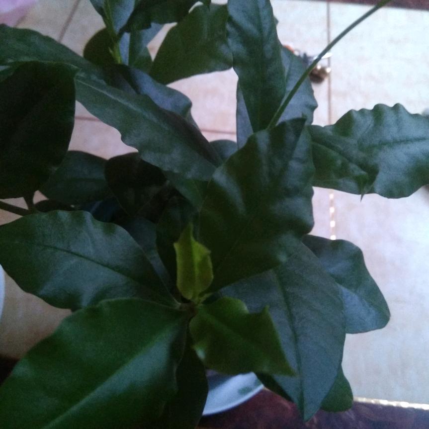 满天