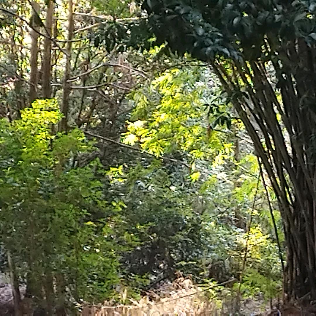 听山海飘盈