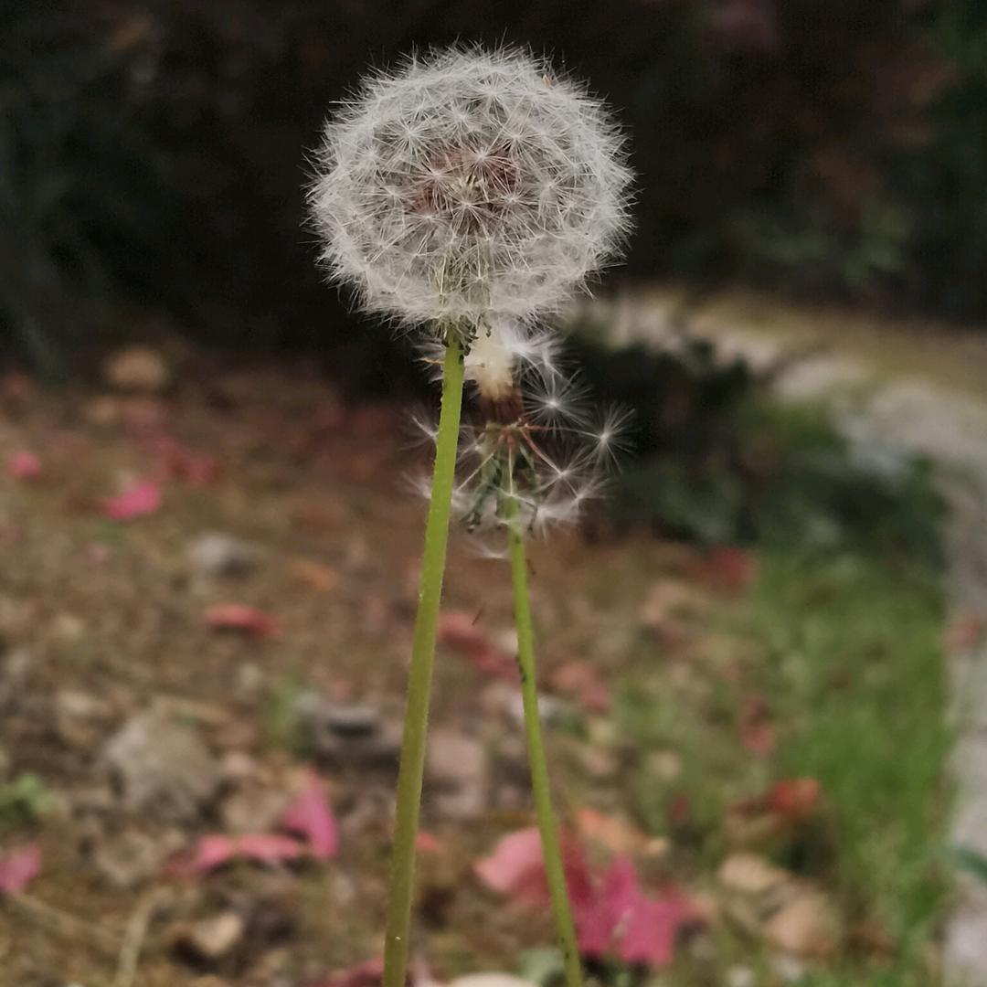菓趋姜來