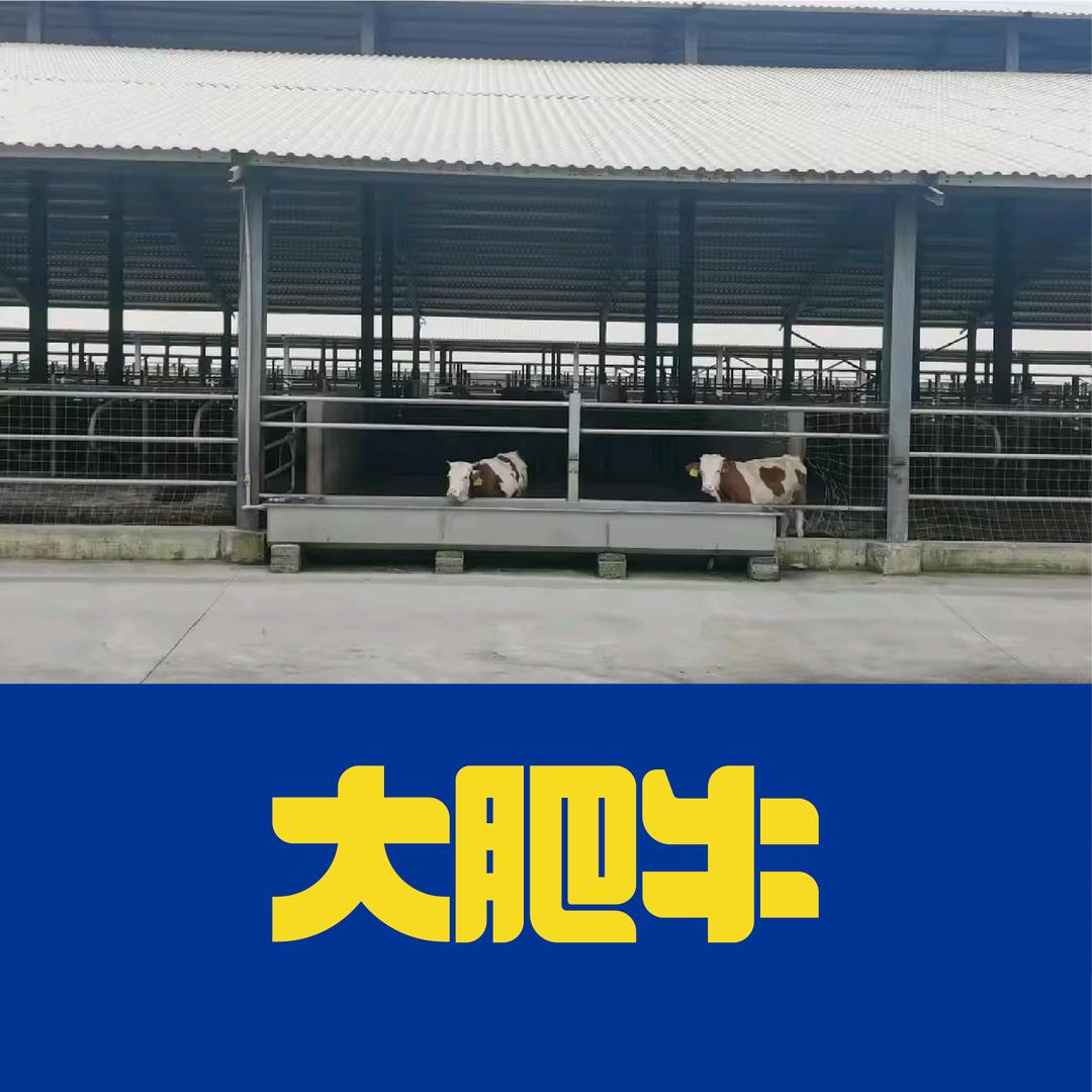 大肥牛-阿龙