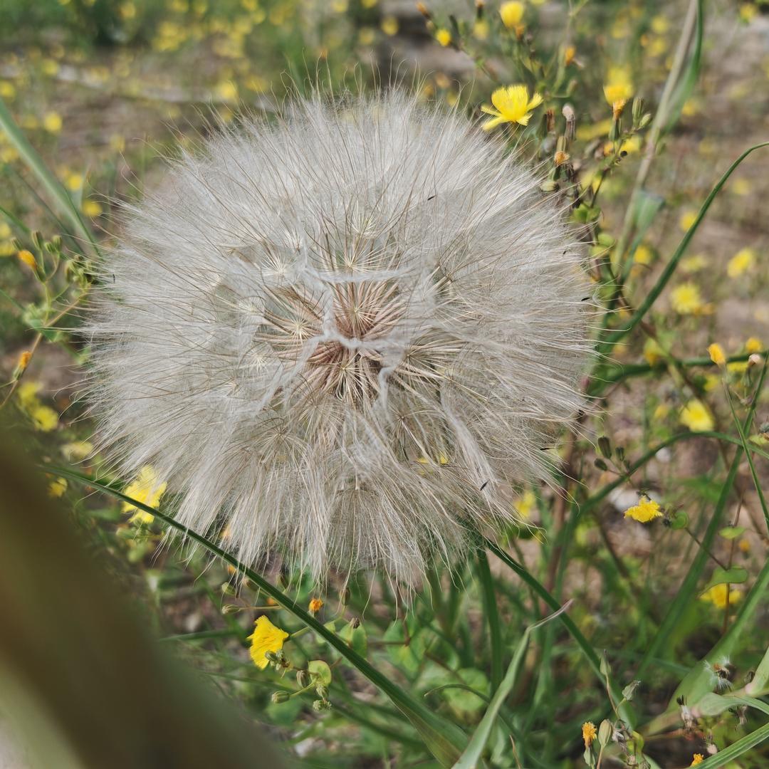 一颗小草