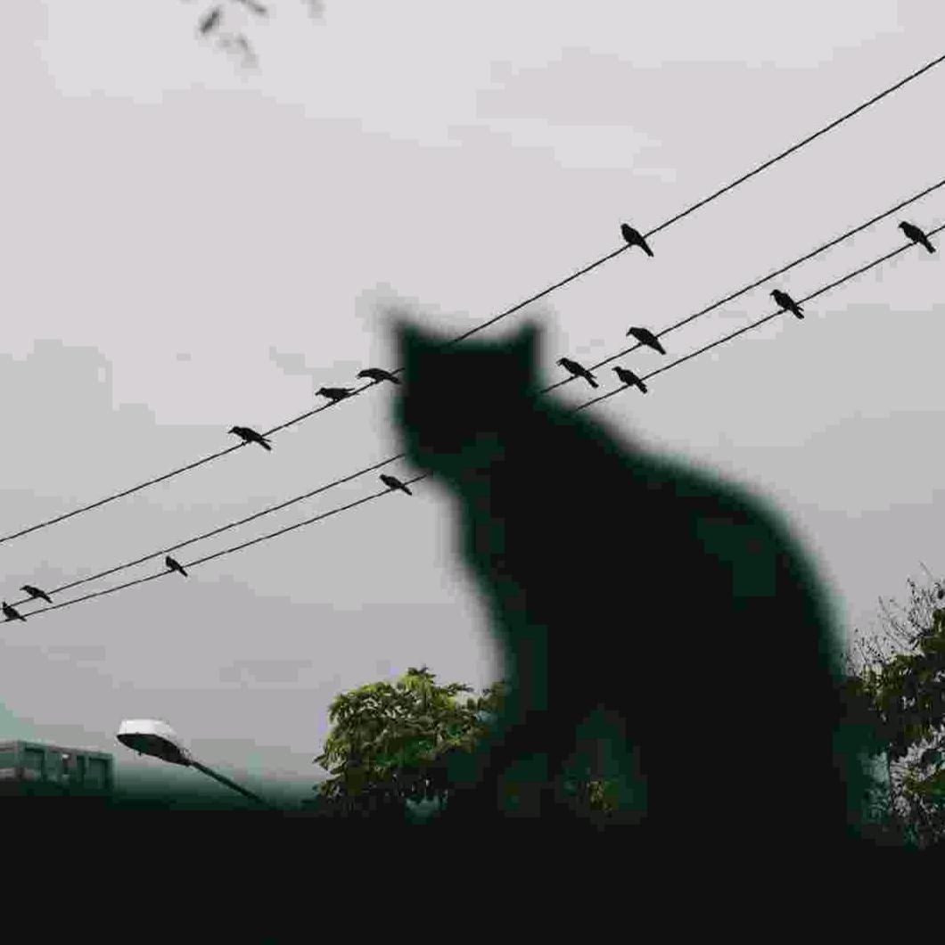 你的猫耳朵好软呀