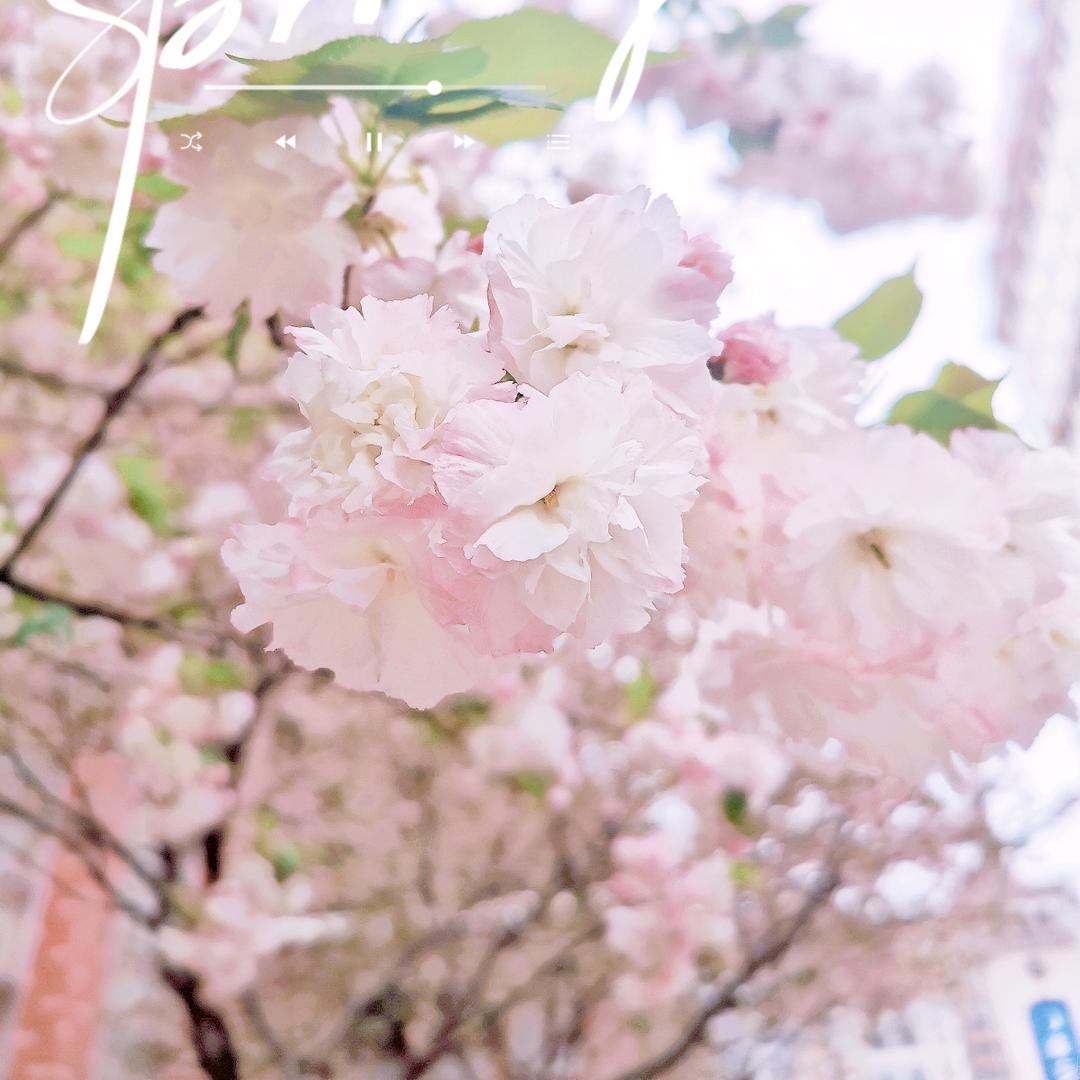 梅子🌺
