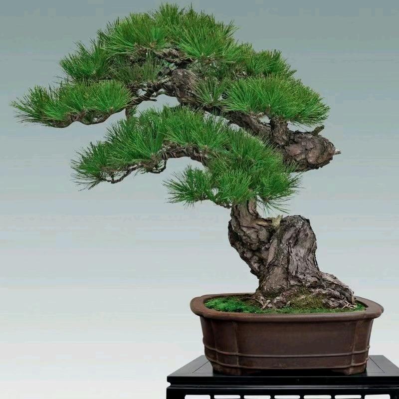 嘉嘉盆景园