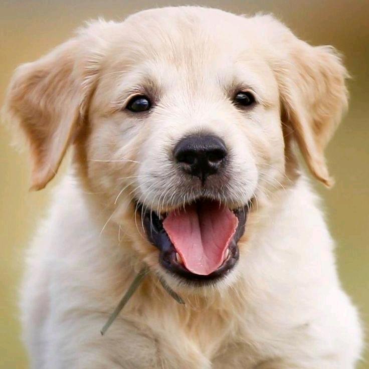 名犬犬舍