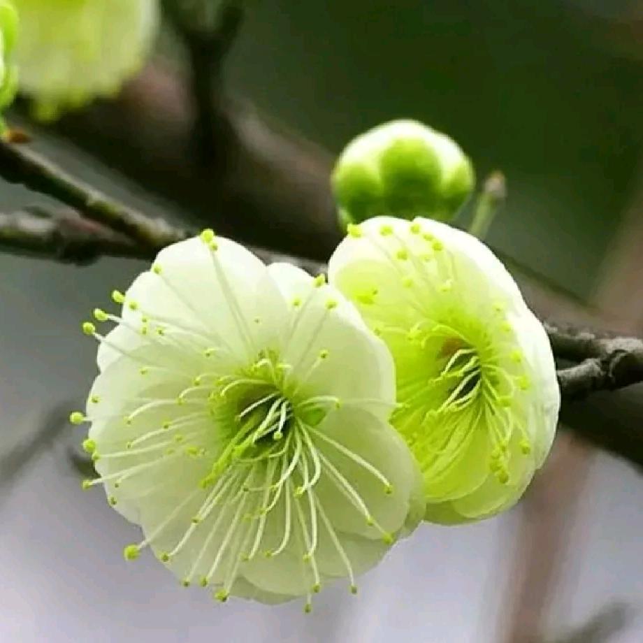 鸿创花卉苗木基地