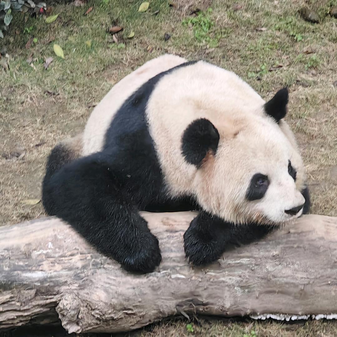 小欧文