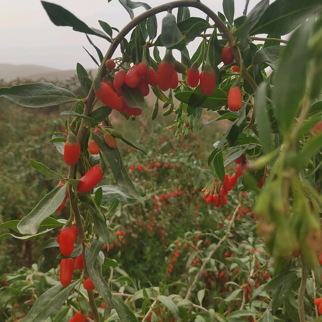 周爸枸杞
