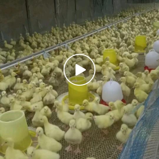 老伟农村散养鸡鸭鹅