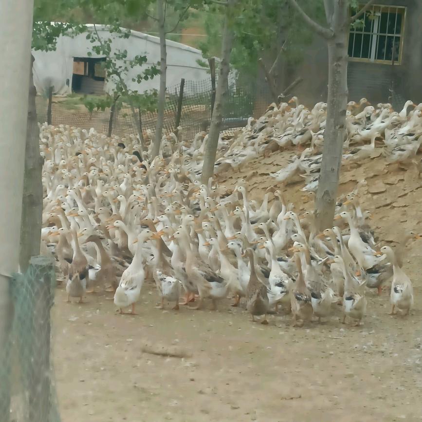 鸭🦆