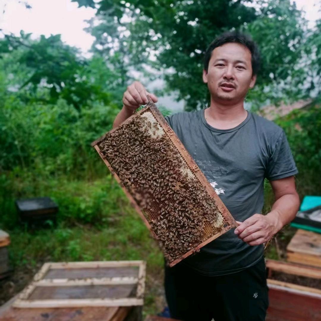 采花贼(红安县正宗土蜂蜜)