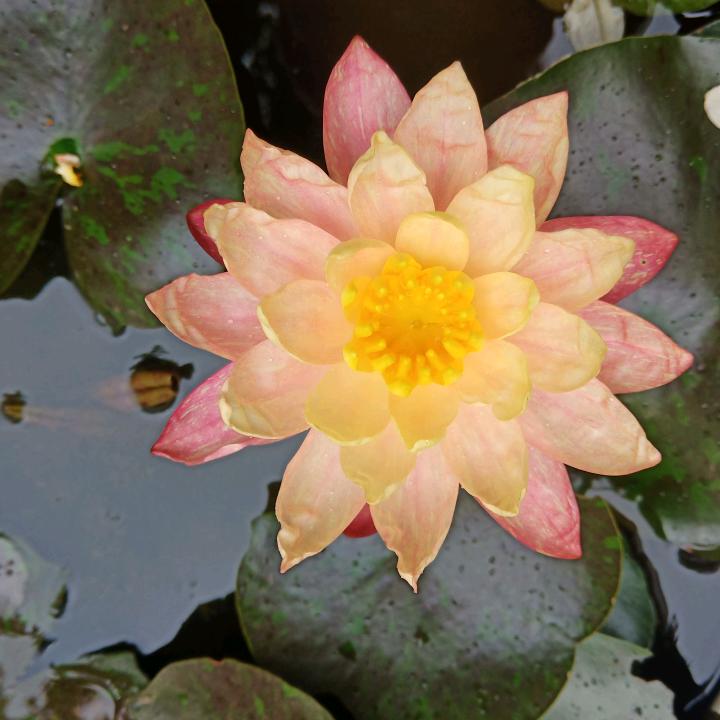 沉香枳实