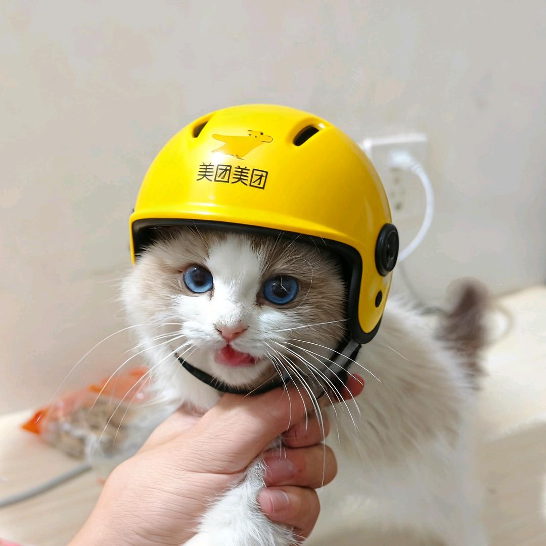 杨小咪    众包仔