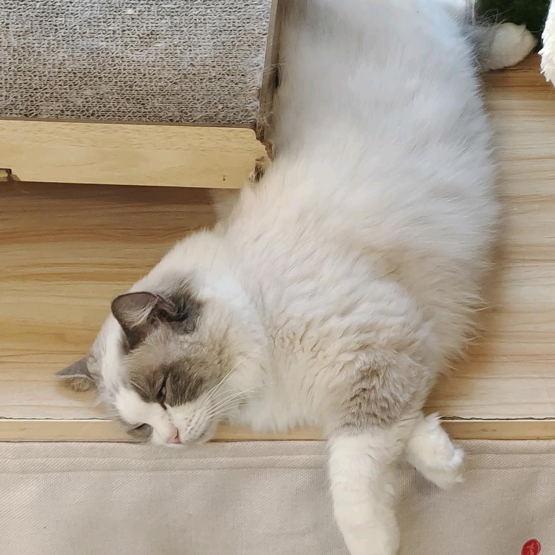 🌈黑犬（寻找勇气版）