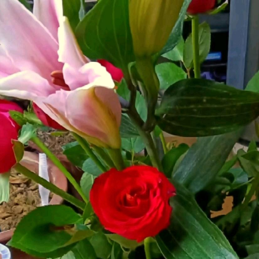 镜头日记簿（私信不回）