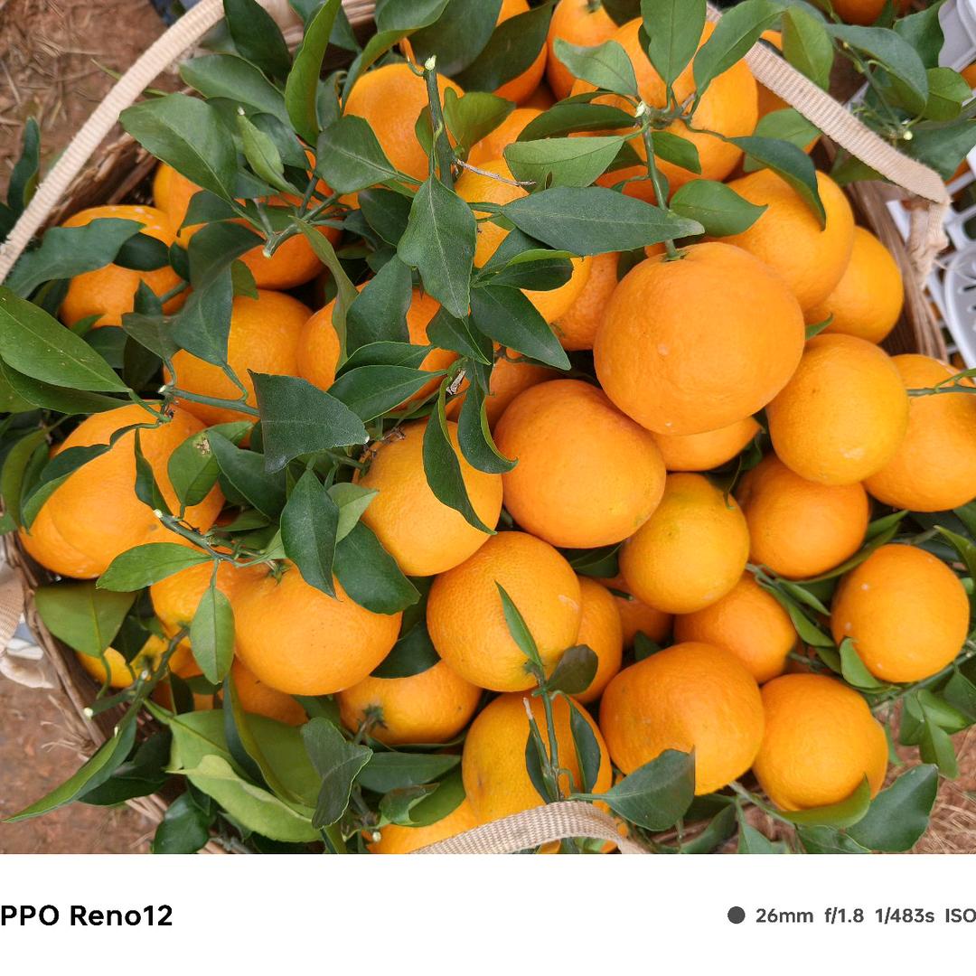 四川水果代办，爱媛季节