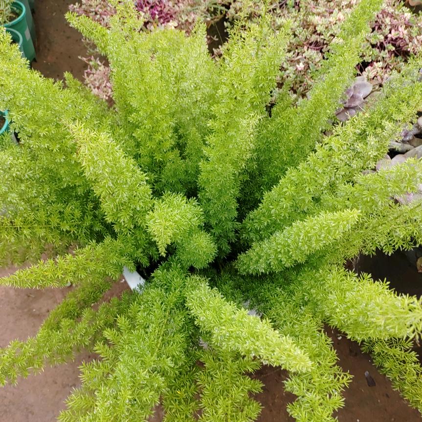 ☞娇娇☜