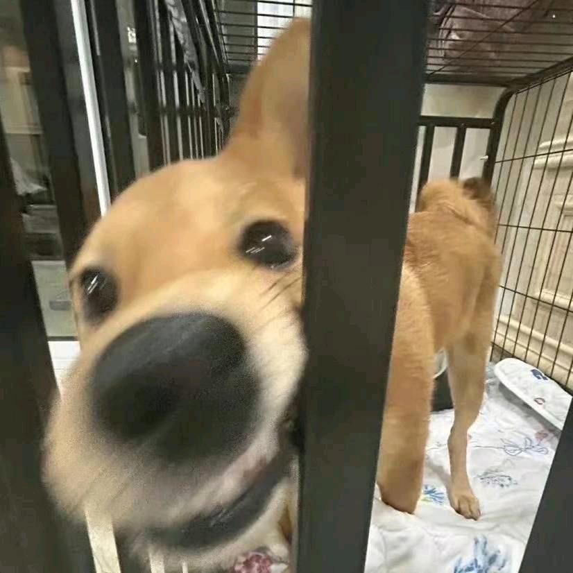 狗头小北