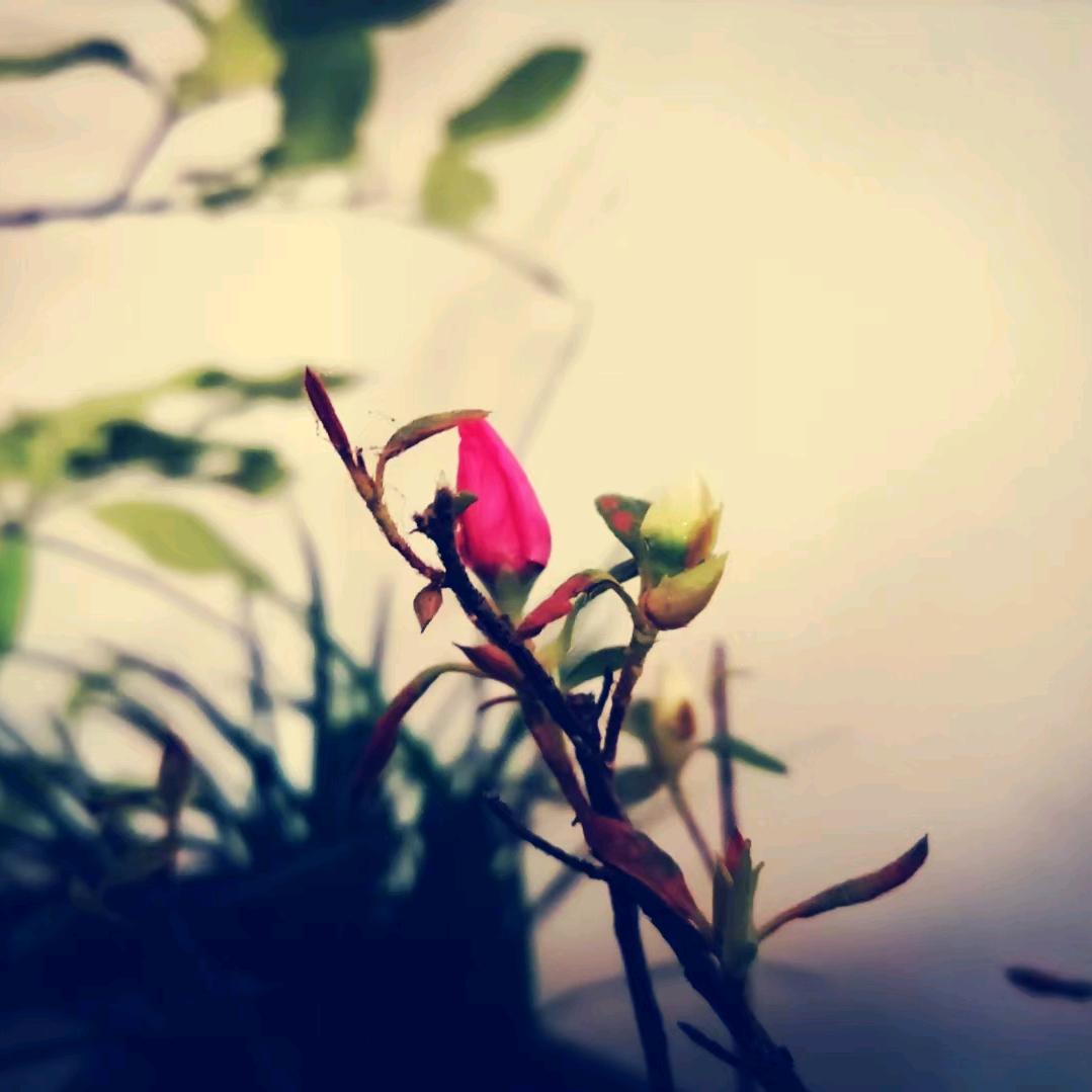 🌸做🌴自🌷己🌴的💐女👑王