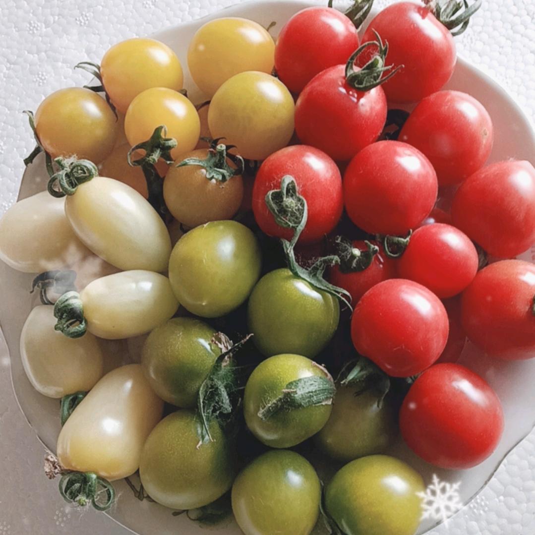 多种口感小番茄采摘园