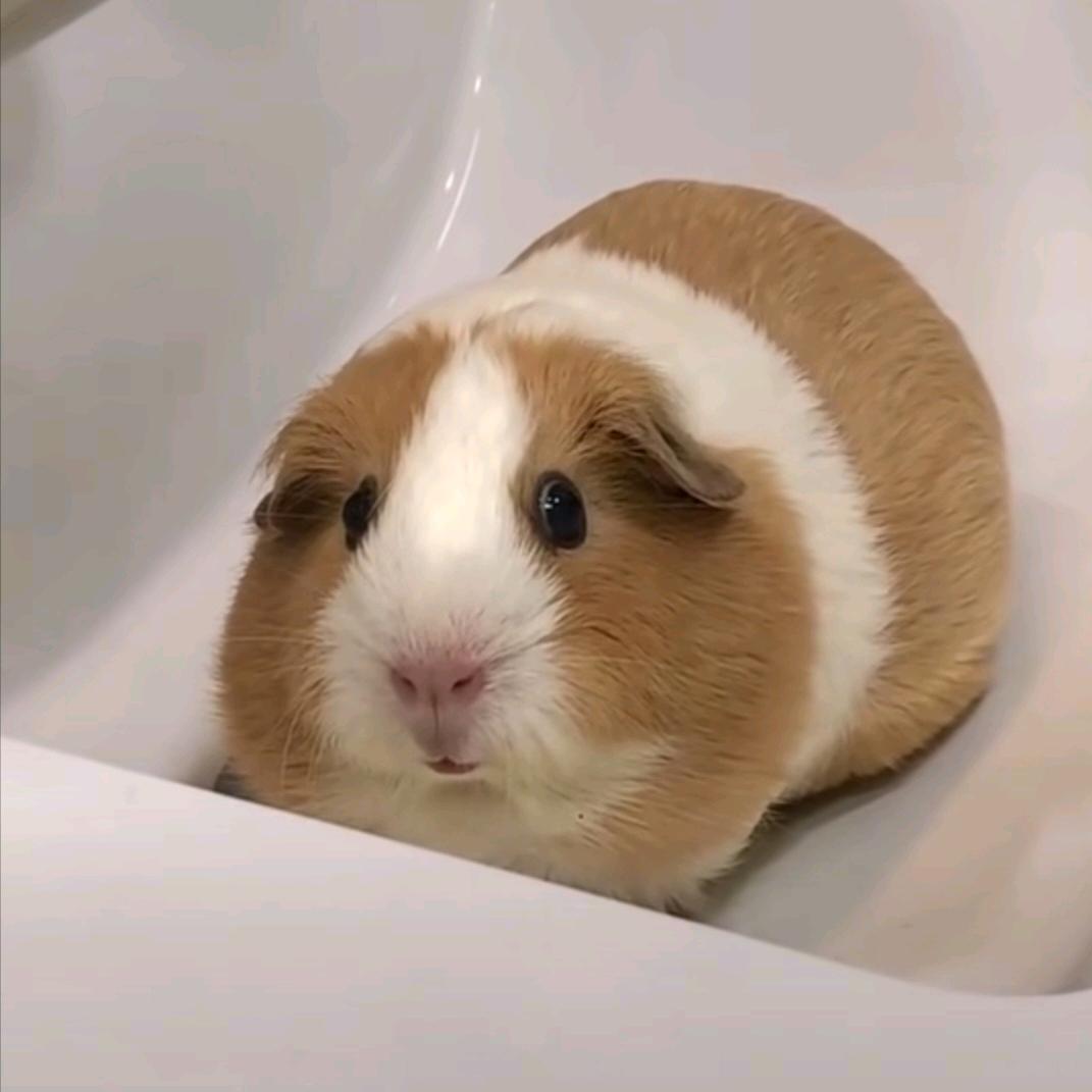 重生之摆摊卖绿豆沙