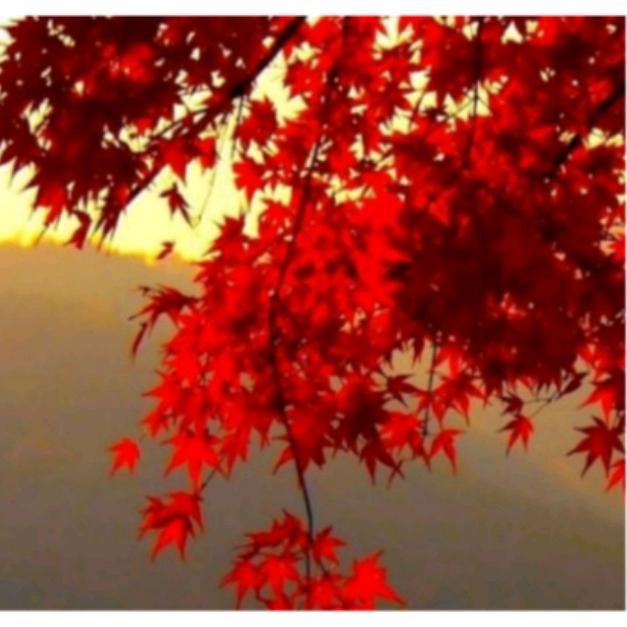 千里马（伯乐）