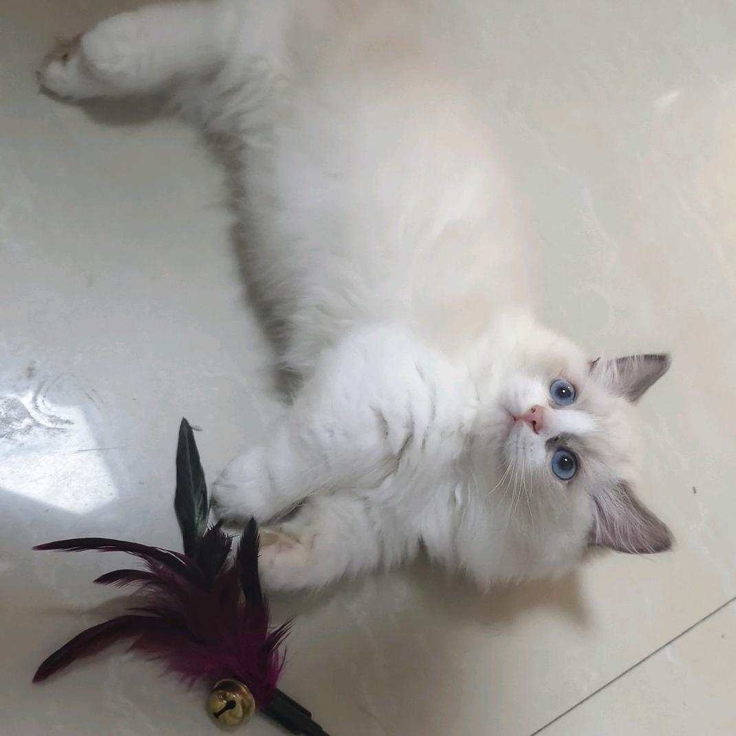 文安航仔猫舍