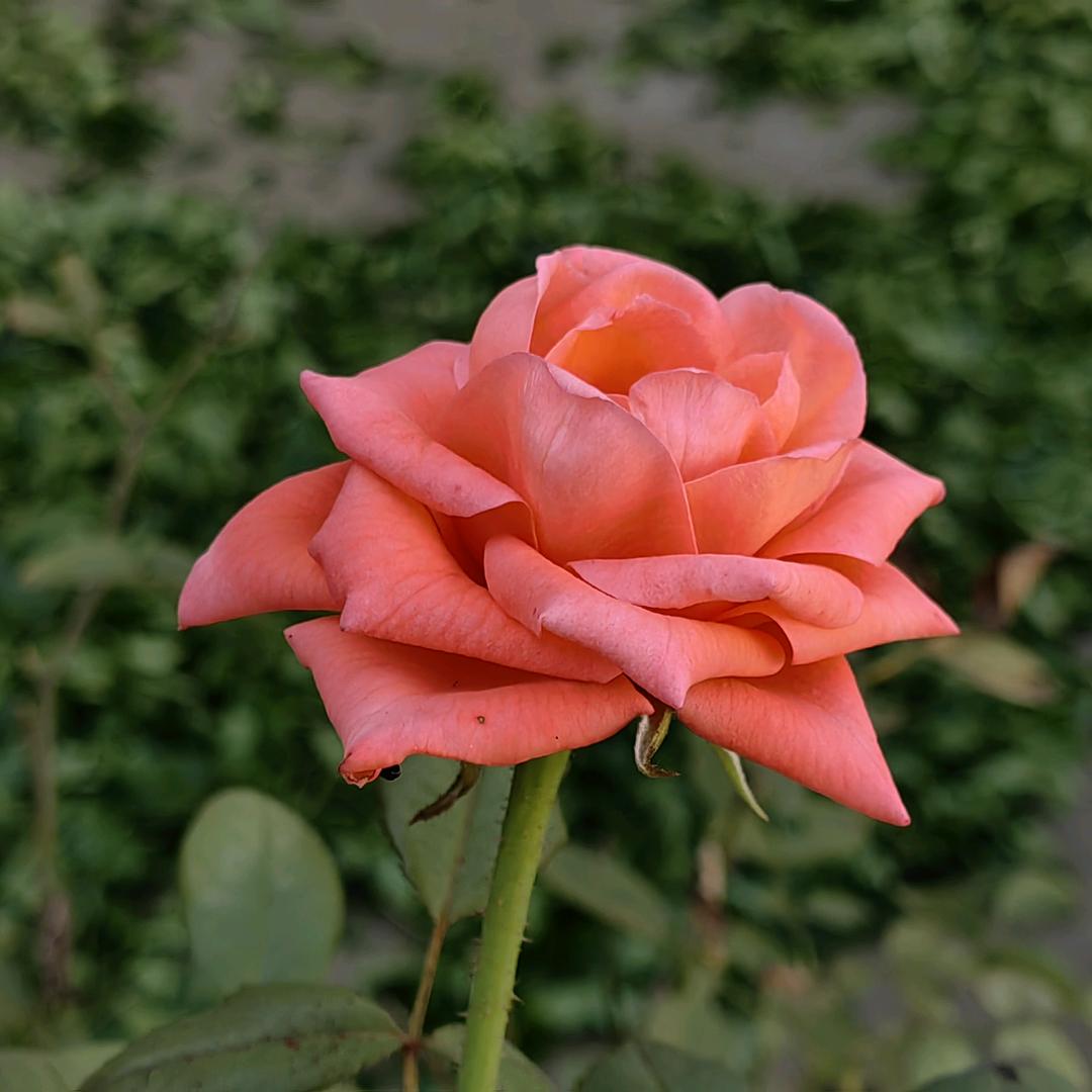 茶茶小货柜