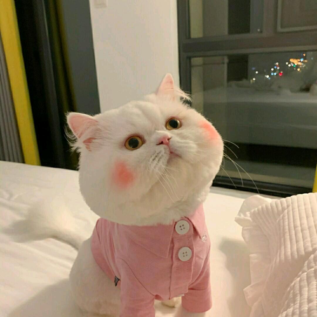 容嬷嬷宠你