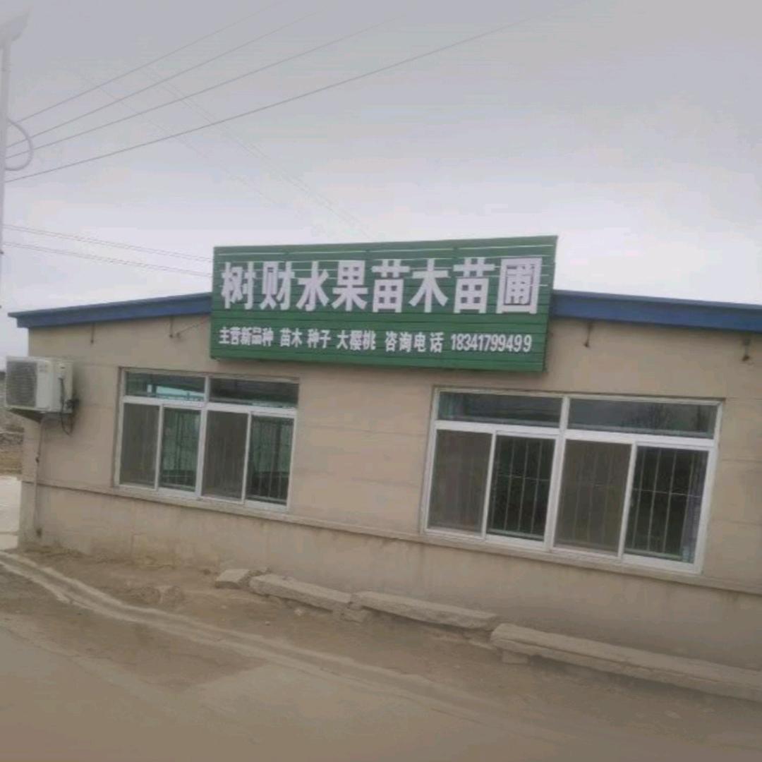 树财水果苗木种子