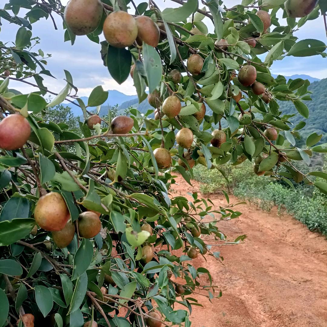 山茶油