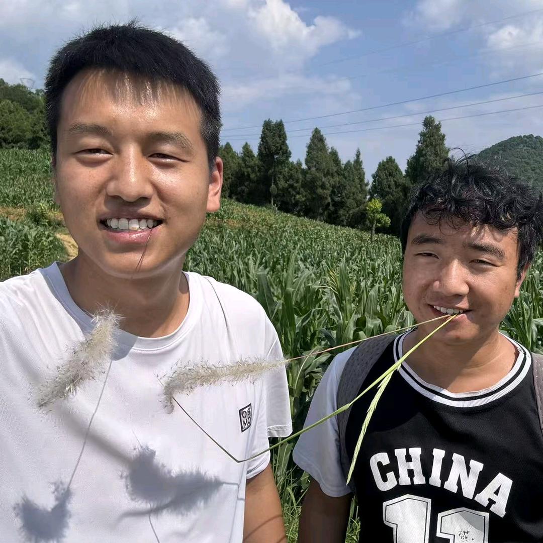 农村两股青牛