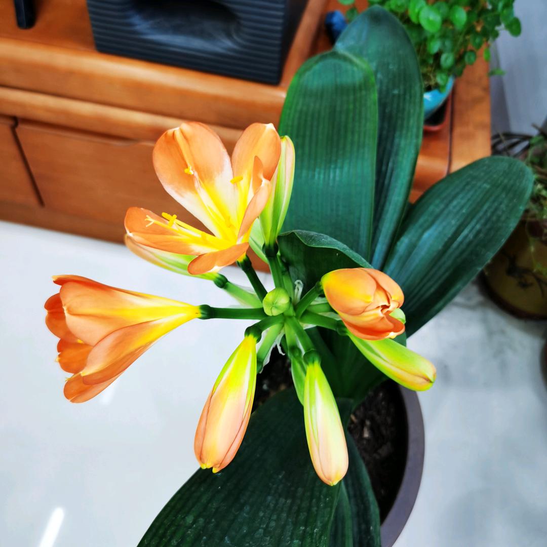 一花一木一世界