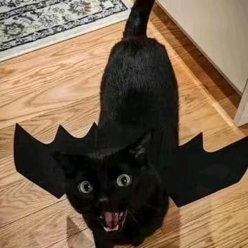 一一(组局收枪)