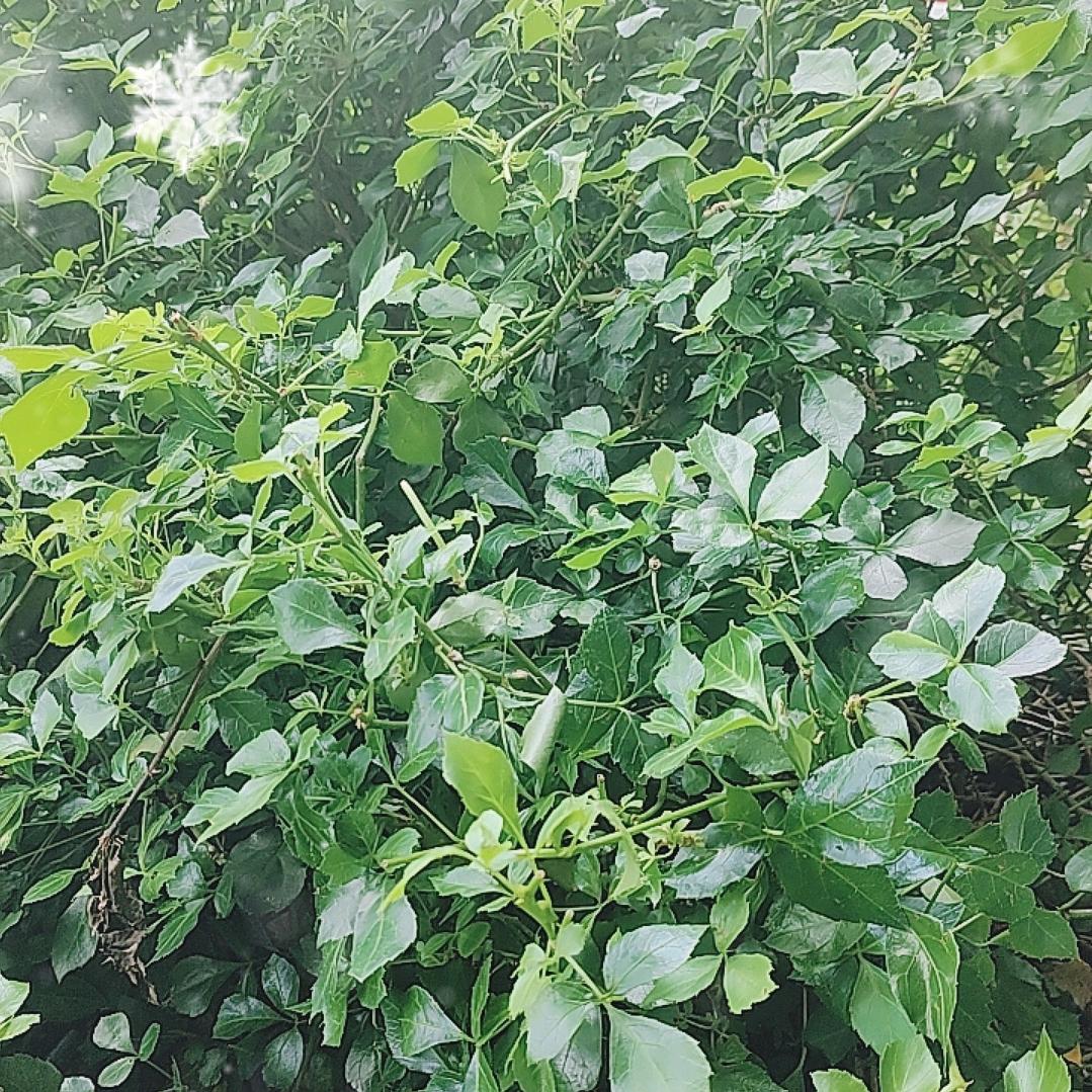 光棍一条