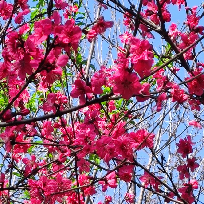 梅花