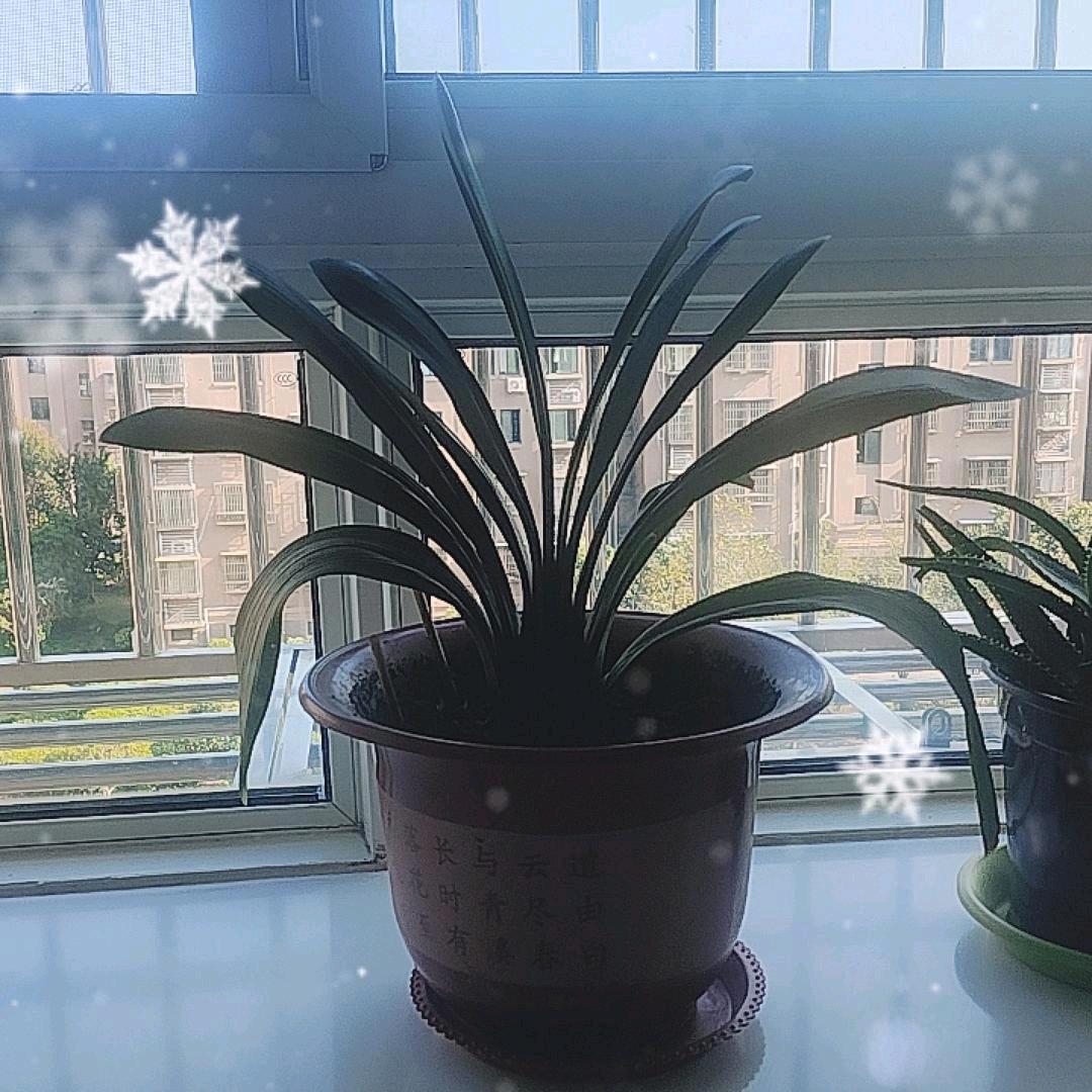 花姐，
