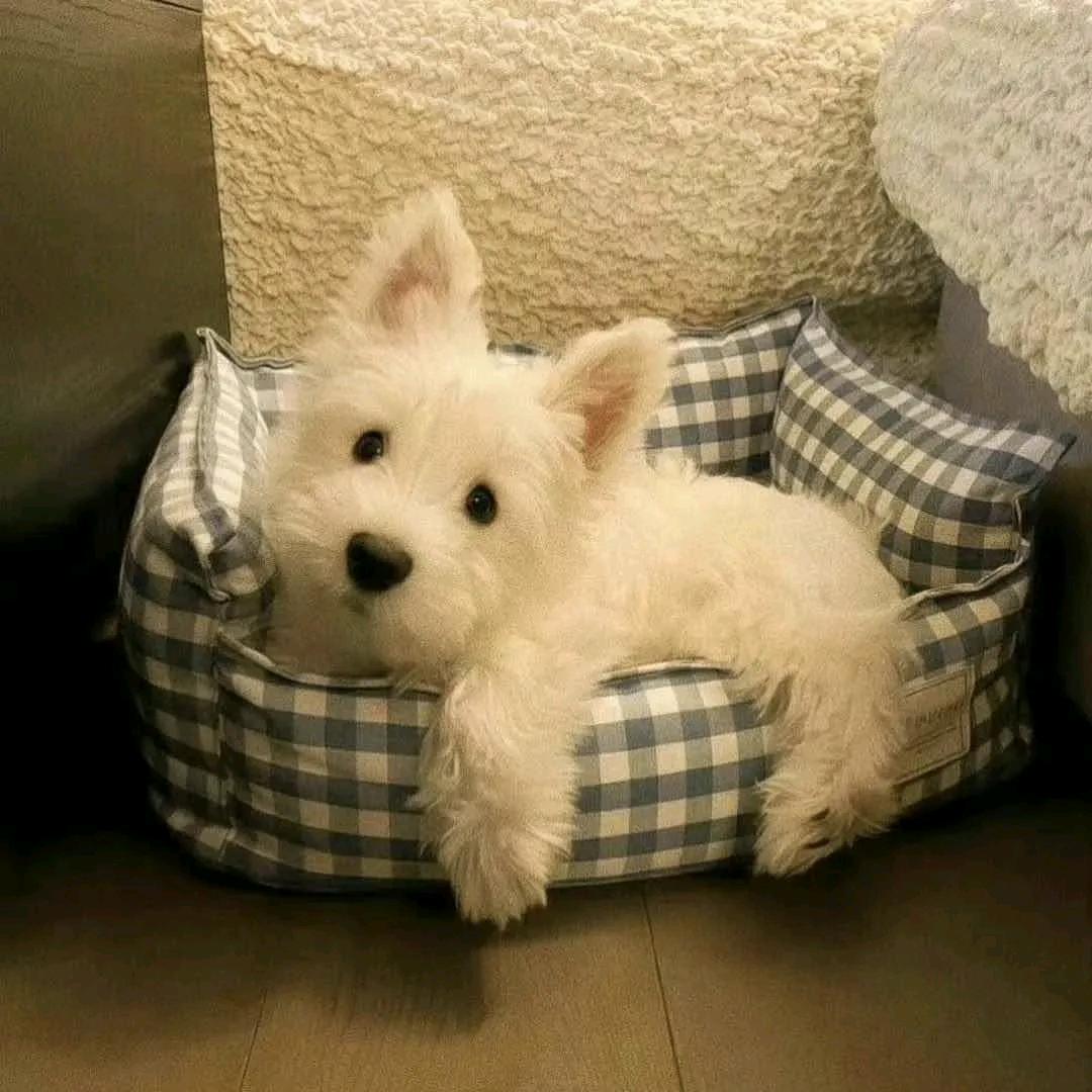 唐僧洗头用飘柔