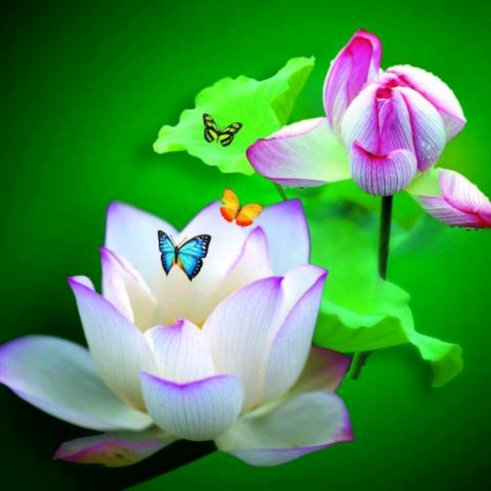 荷花