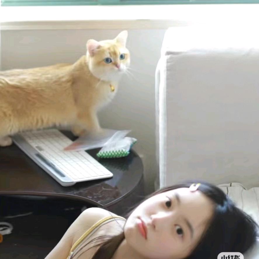 哈基咪