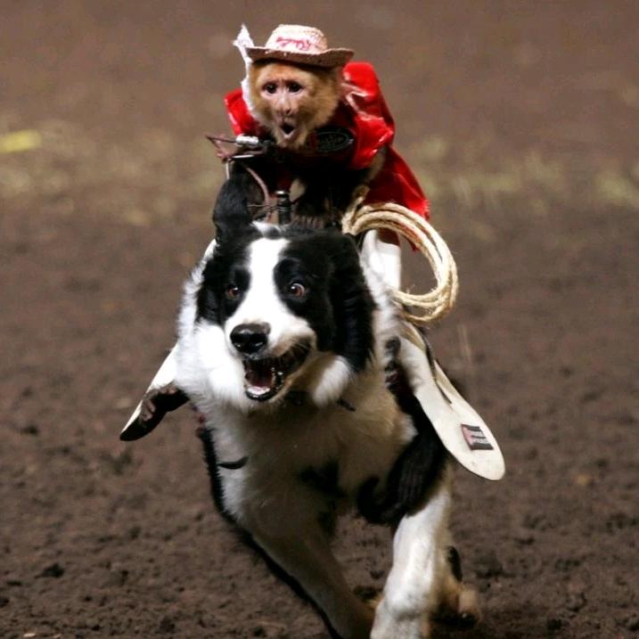 ⚜︎洋葱骑士不落泪⚜︎