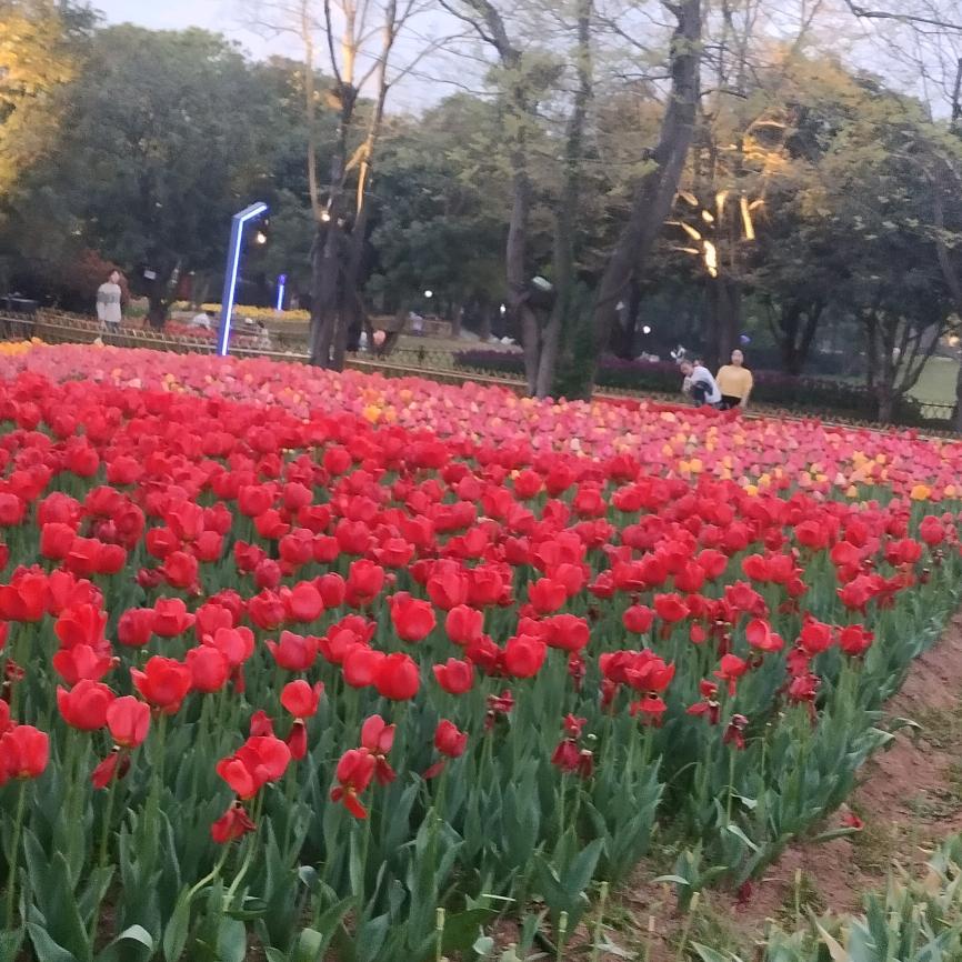 孤独的夜