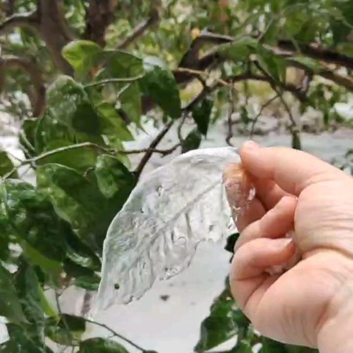 银杏子